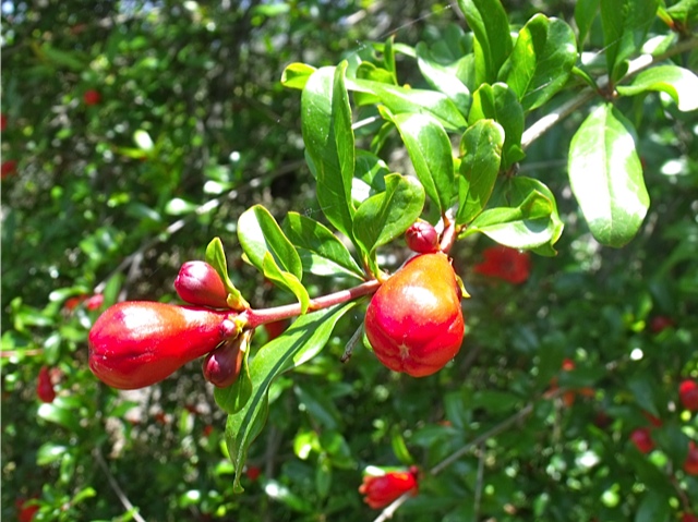 Pomegranate Blossoms