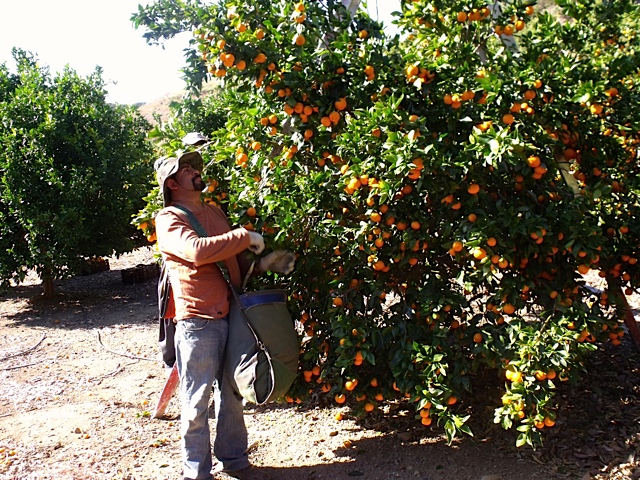 picking ojai pixie tangerines