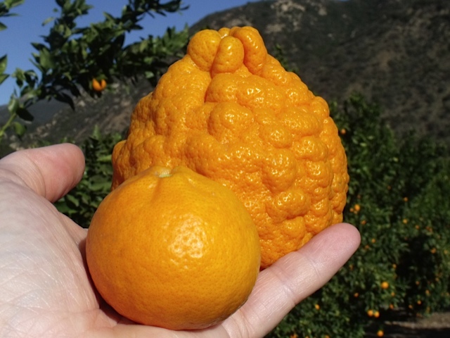 ojai pixie tangerines