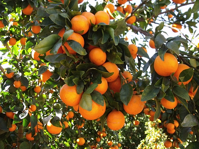 ojai pixie tangerine tree