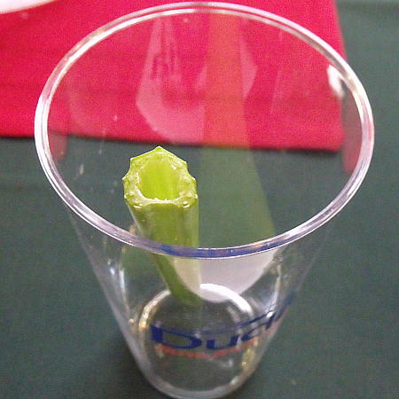 Dandy Celery Straw