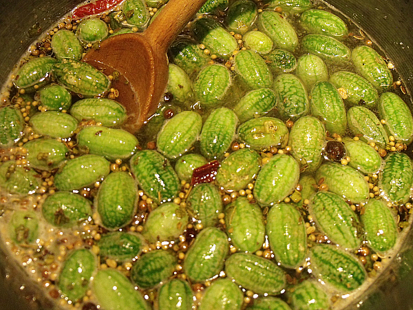 Preparing Sweet Baby Pickles