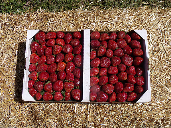 California Strawberry Festival - Oxnard, California