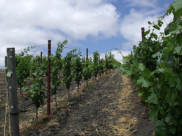 Keller Estate Winery - Petaluma, California