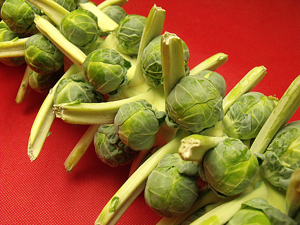 Brussels Sprouts on The Stalk