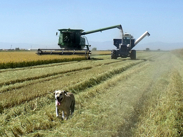 Lundberg Family Farms Tour - Richvale, California