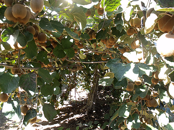 Kiwi - Wil-Ker-Son Ranch Tour - Gridley, California