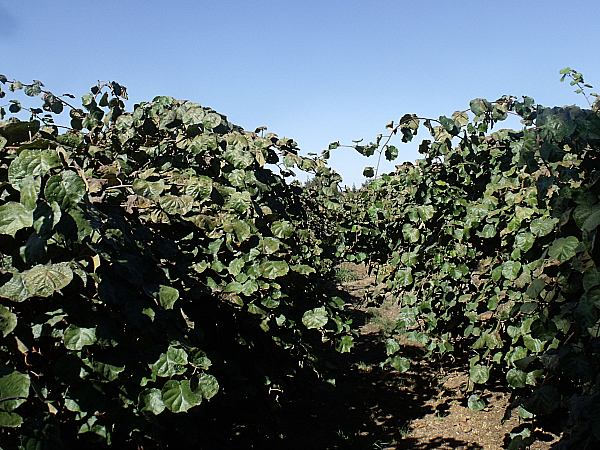 Kiwi - Wil-Ker-Son Ranch Tour - Gridley, California