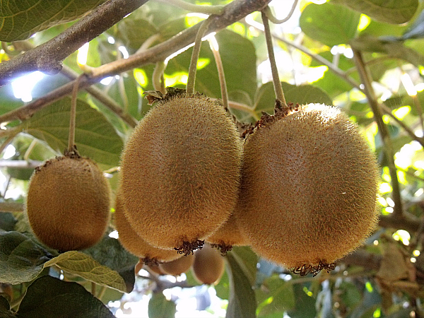 Kiwi - Wil-Ker-Son Ranch Tour - Gridley, California