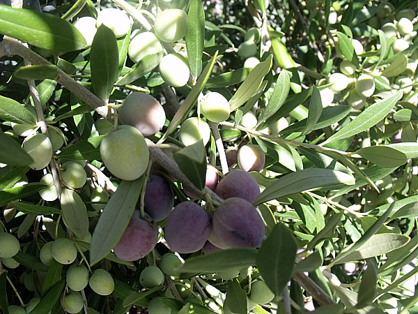 Lucero Olive Oil Tour and Tasting - Corning, California