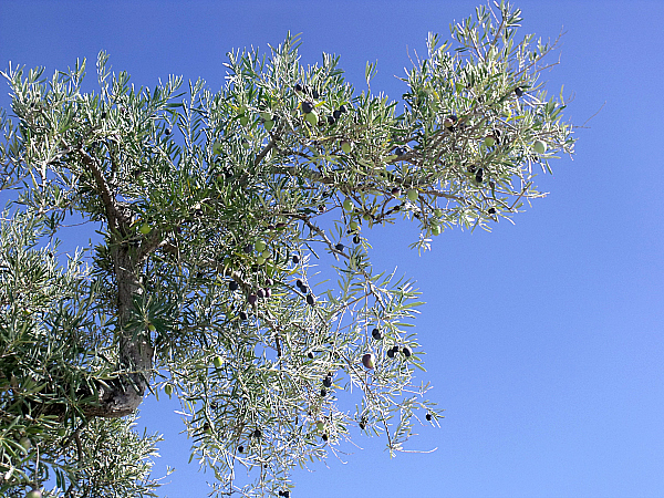 Lucero Olive Oil Tour and Tasting - Corning, California