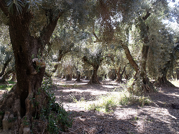 Lucero Olive Oil Tour and Tasting - Corning, California