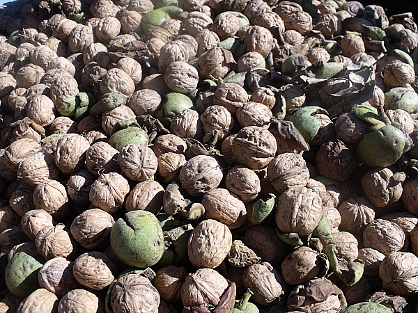 Lester Farms Tour - Winters, California