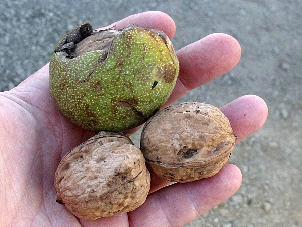 Lester Farms Tour - Winters, California