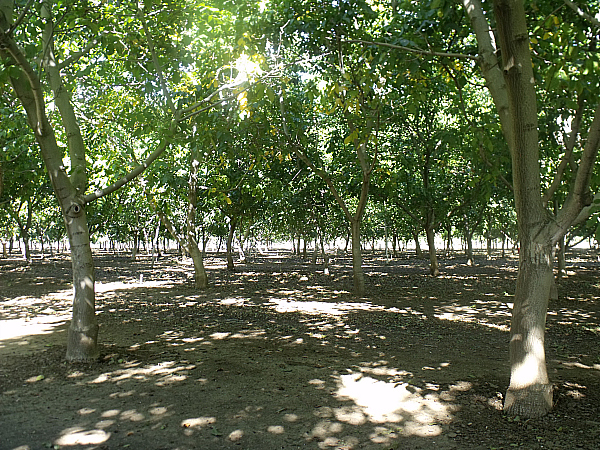 Lester Farms Tour - Winters, California