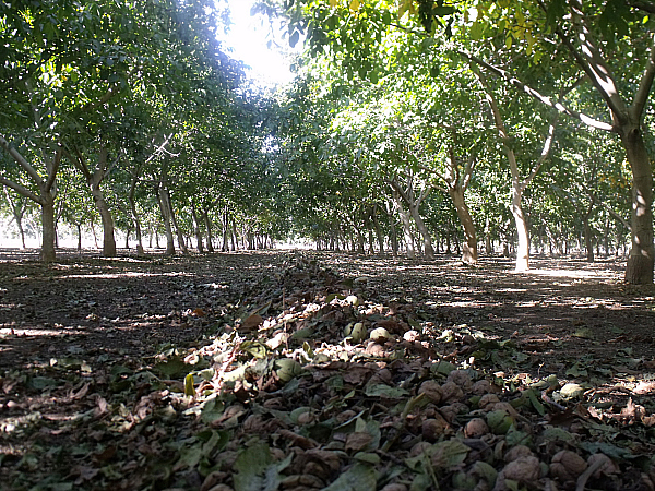 Lester Farms Tour - Winters, California