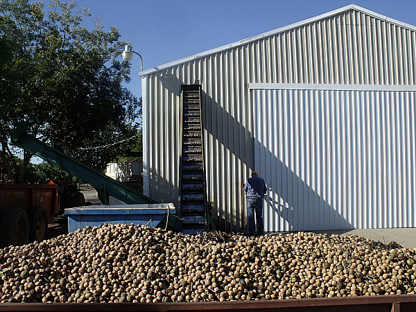 Lester Farms Tour - Winters, California