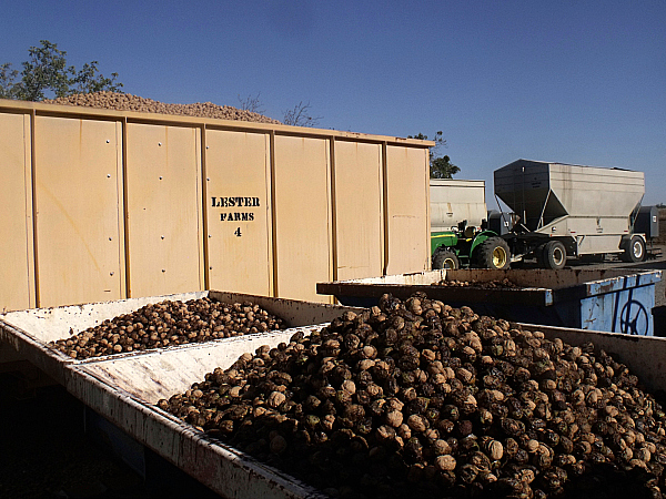 Lester Farms Tour - Winters, California