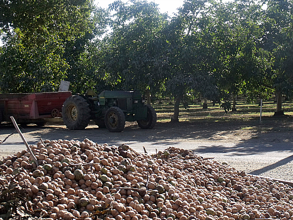 Lester Farms Tour - Winters, California