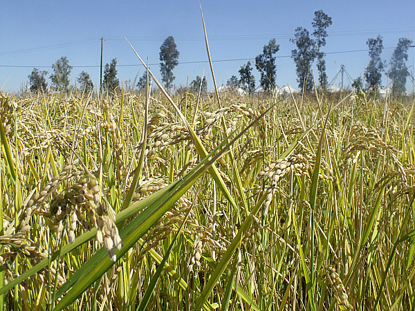 Lundberg Family Farms Tour - Richvale, California