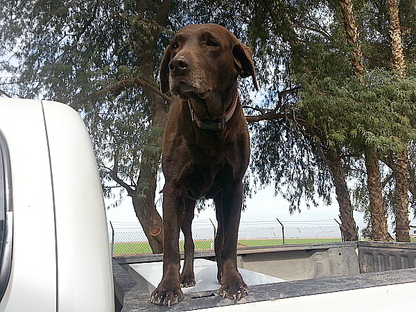 farm dog abigail Lawrence Cox Ranches