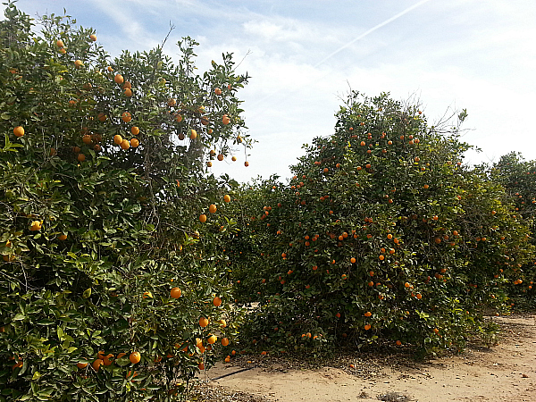 SeaView Ranch - Calipatria, California