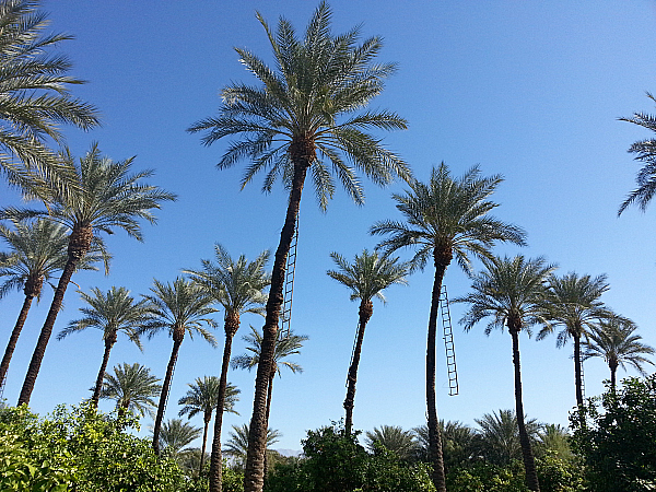 Shield's Date Garden - Indio, California