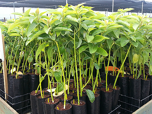 My visit to Ventura for a Brokaw avocado nursery tour was fun and educational, so I loved learning about how to grow avocado trees.