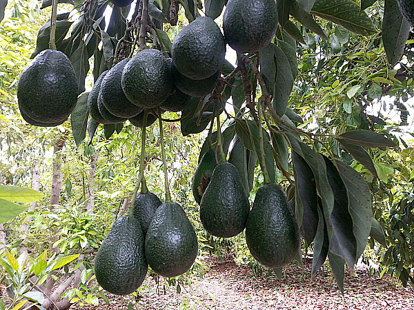 Rancho Rodoro Avocado Grove - Santa Paula, California