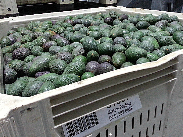 Mission Produce Packing House Tour - Oxnard, California