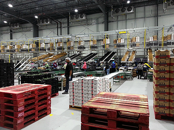 Mission Produce Packing House Tour - Oxnard, California