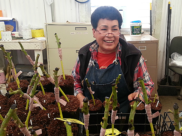 Brokaw Avocado Nursery Tour - Ventura, California