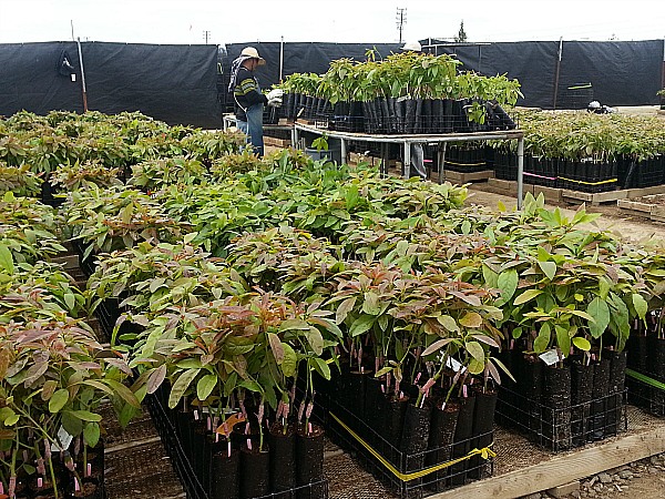 Brokaw Avocado Nursery Tour - Ventura, California