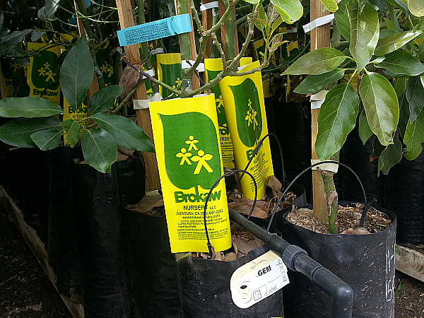 Brokaw Avocado Nursery Tour - Ventura, California