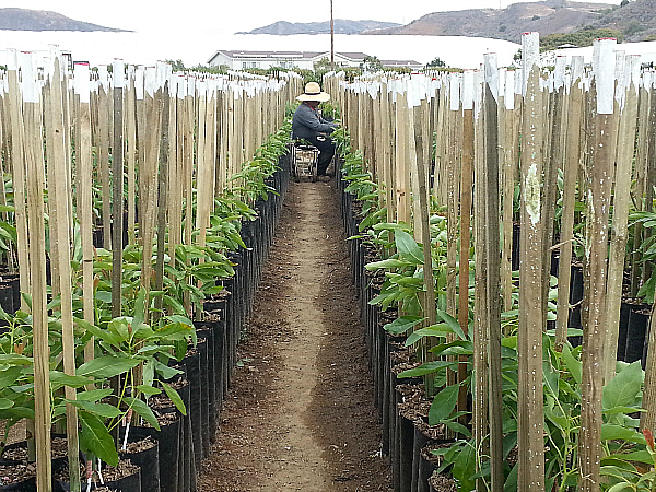 Brokaw Avocado Nursery Tour - Ventura, California