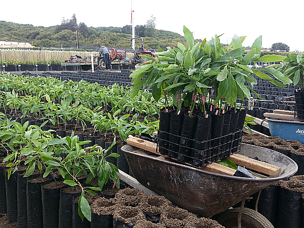 Brokaw Avocado Nursery Tour - Ventura, California