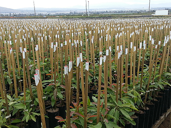 Brokaw Avocado Nursery Tour - Ventura, California