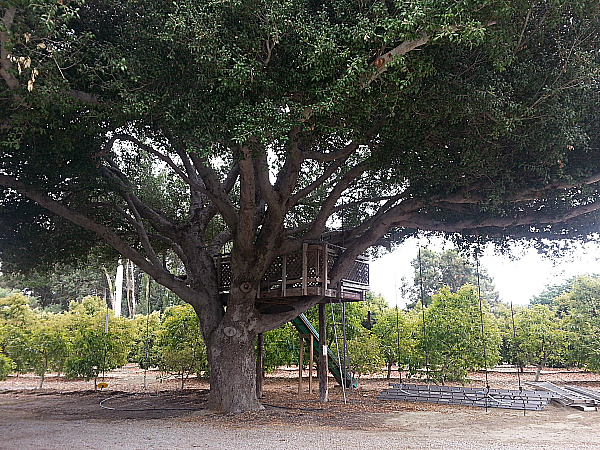 Rancho Rodoro Avocado Grove - Santa Paula, California