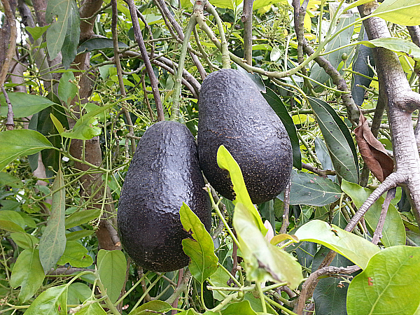 Rancho Rodoro Avocado Grove - Santa Paula, California