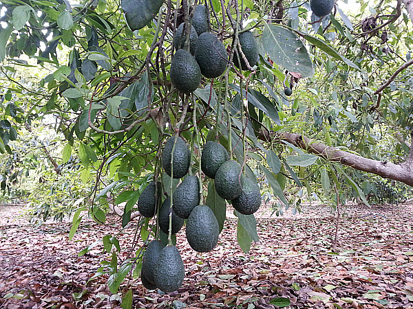 Rancho Rodoro Avocado Grove - Santa Paula, California