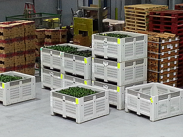 Mission Produce Packing House Tour - Oxnard, California