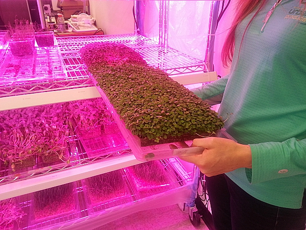Urban Produce Indoor Organic Farm - Irvine, California