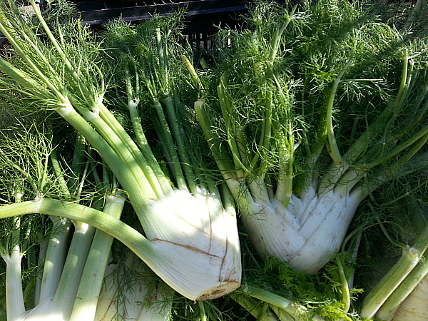 The Ojai Farmers' Market