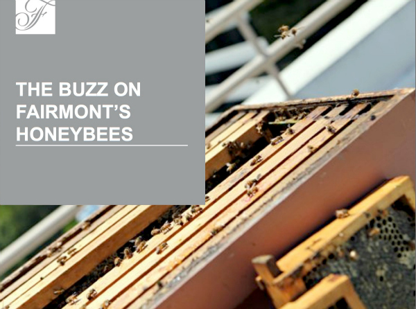 Rooftop Honey Bees at The Fairmont Hotel in Newport Beach