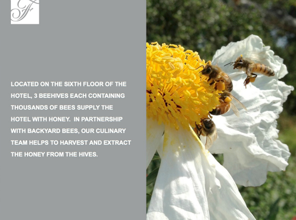 Rooftop Honey Bees at The Fairmont Hotel in Newport Beach