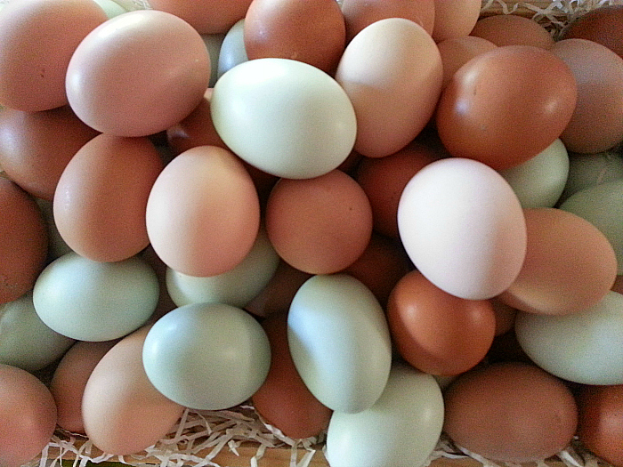 Eggs from my backyard chickens