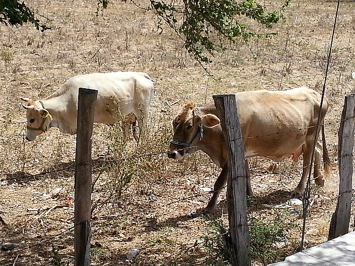 Fresh Milk is used when making Homemade Panela Cheese in Jalisco, Mexico