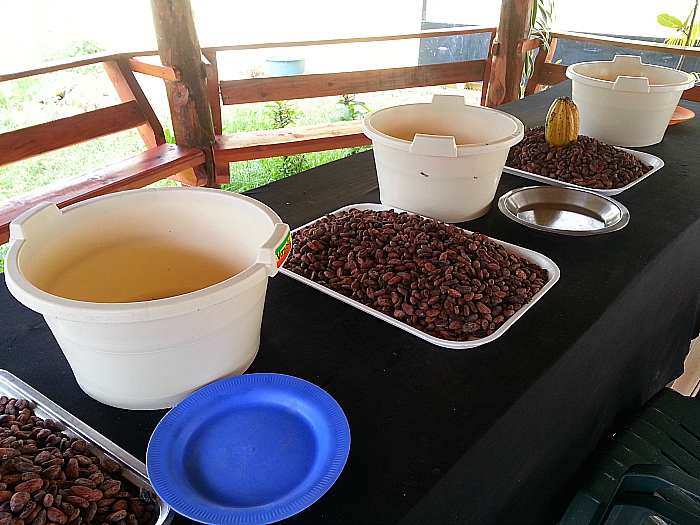 A Day at The Chocal Cacao Factory - Altamira, Dominican Republic