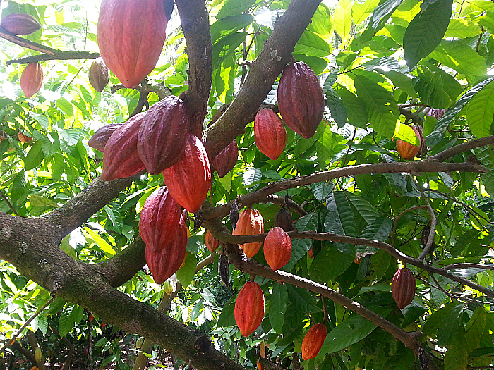 Cacao Pods - A Day at The Chocal Cacao Factory - Altamira, Dominican Republic