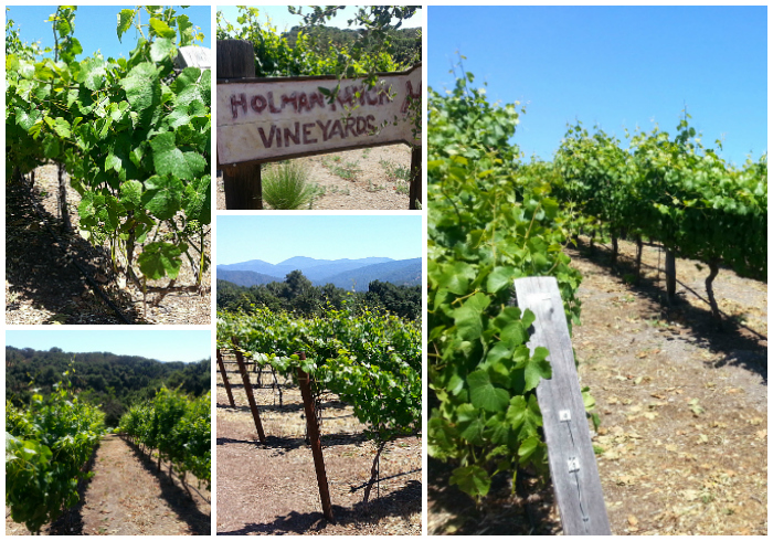 Holman Ranch Vineyards & Winery Tour - Carmel Valley, California